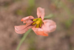 Floppy Tulp (Moraea vallisbelli)