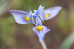 Fringe Tulp (Moraea ciliata)