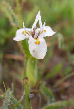 Fringe Tulp (Moraea ciliata)