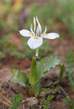 Fringe Tulp (Moraea ciliata)