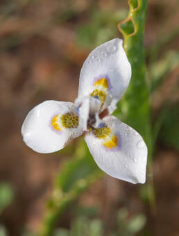 Fringe Tulp (Moraea ciliata)