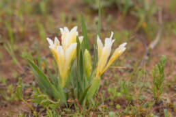 Yellow Bentflower Bobbejaantjie (Babiana vanzijliae)