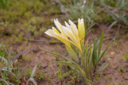 Yellow Bentflower Bobbejaantjie (Babiana vanzijliae)