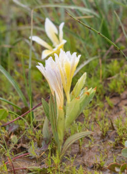 Yellow Bentflower Bobbejaantjie (Babiana vanzijliae)