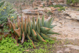 Mitre Aloe (Aloe perfoliata)