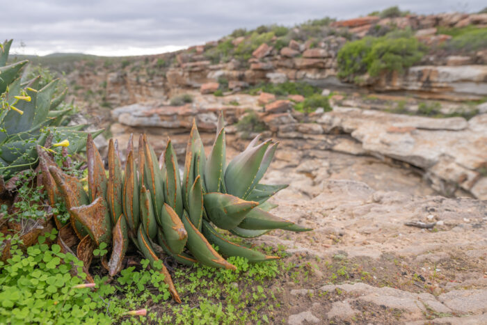 Mitre Aloe (Aloe perfoliata)