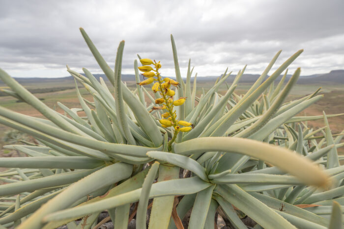 Quiver Tree (Aloidendron dichotomum)