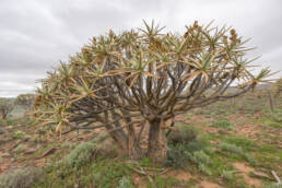 Quiver Tree (Aloidendron dichotomum)