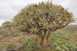 Quiver Tree (Aloidendron dichotomum)