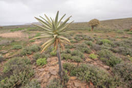 Quiver Tree (Aloidendron dichotomum)