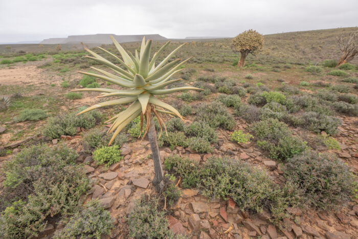 Quiver Tree (Aloidendron dichotomum)