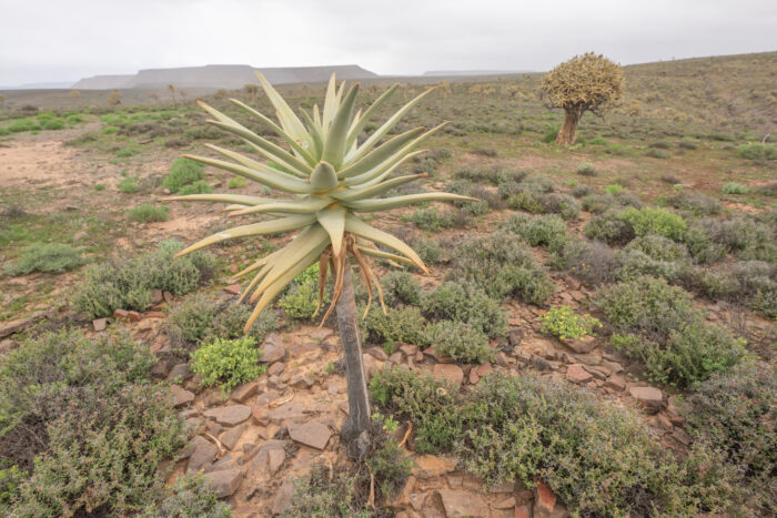 Quiver Tree (Aloidendron dichotomum)