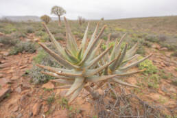 Quiver Tree (Aloidendron dichotomum)