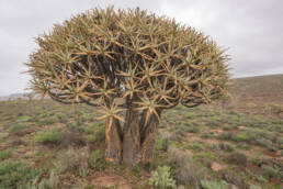 Quiver Tree (Aloidendron dichotomum)