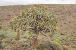 Quiver Tree (Aloidendron dichotomum)