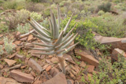 Quiver Tree (Aloidendron dichotomum)