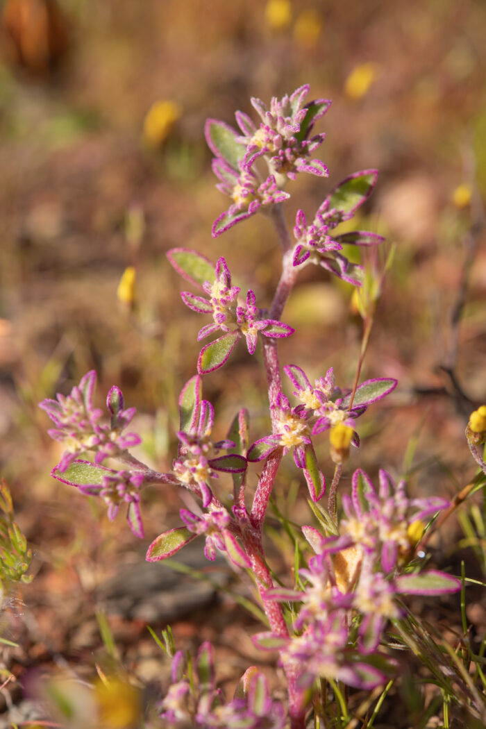 Pink Baconfig (Aizoon paniculatum)