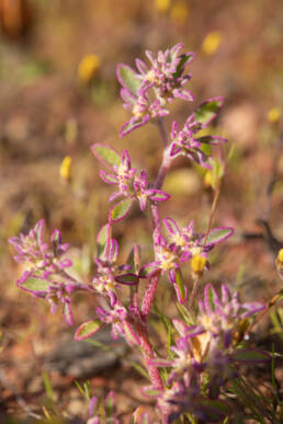 Pink Baconfig (Aizoon paniculatum)