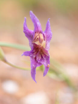 Purple Kalkoentjie (Gladiolus venustus)