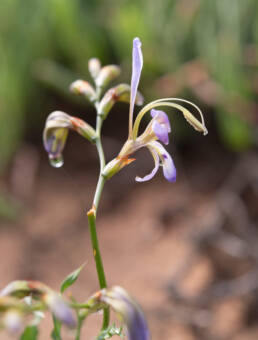 Sinuous Bobbejaantjie (Babiana sinuata)