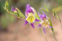 Purple Kalkoentjie (Gladiolus venustus)