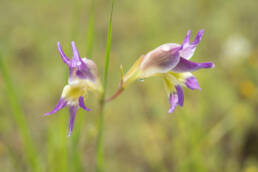 Purple Kalkoentjie (Gladiolus venustus)