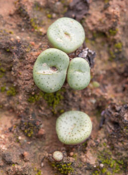 Spotted Buttons (Conophytum obcordellum)