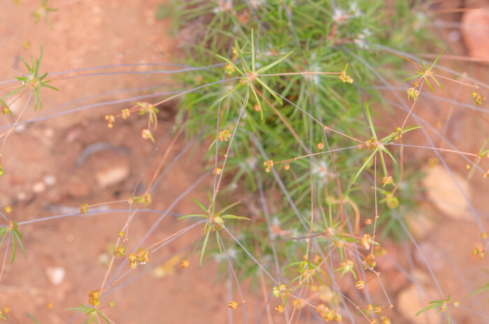 Cape plant (Pharnaceum)