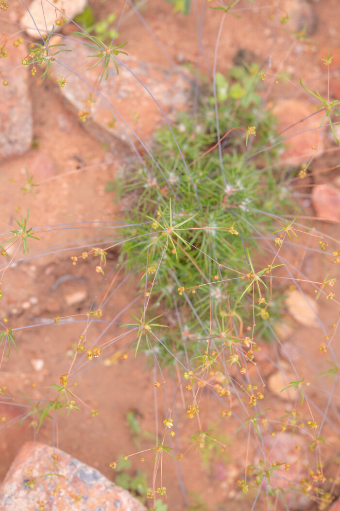 Cape plant (Pharnaceum)