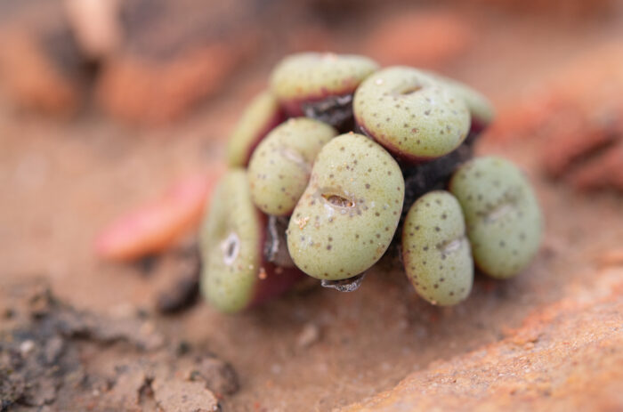 Spotted Buttons (Conophytum obcordellum)