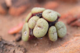 Spotted Buttons (Conophytum obcordellum)