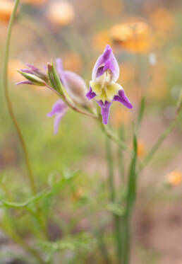 Purple Kalkoentjie (Gladiolus venustus)