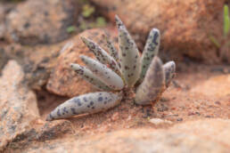 Cape plant (Adromischus)