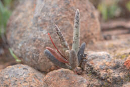 Cape plant (Adromischus)