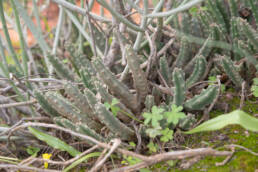 Cape plant (Stapelia)