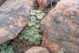 Spotted Buttons (Conophytum obcordellum)