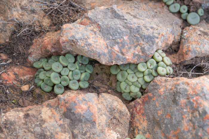 Spotted Buttons (Conophytum obcordellum)