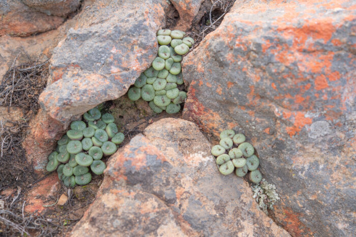 Spotted Buttons (Conophytum obcordellum)