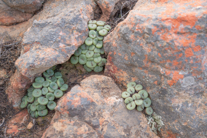 Spotted Buttons (Conophytum obcordellum)