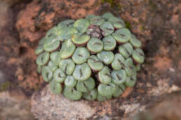 Spotted Buttons (Conophytum obcordellum)