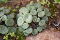 Spotted Buttons (Conophytum obcordellum)