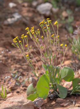 Cape plant (Othonninae)