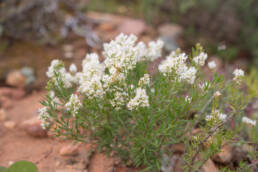 Cape plant (Limoselleae)