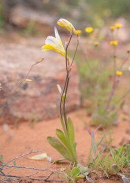 Sparaxis caryophyllacea