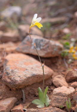 Sparaxis caryophyllacea