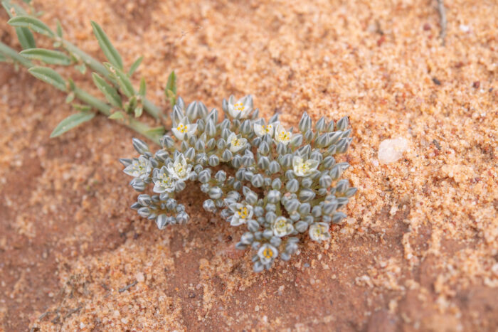 Common Lizardfoot (Limeum africanum)