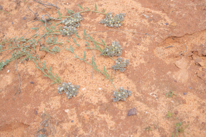 Common Lizardfoot (Limeum africanum)