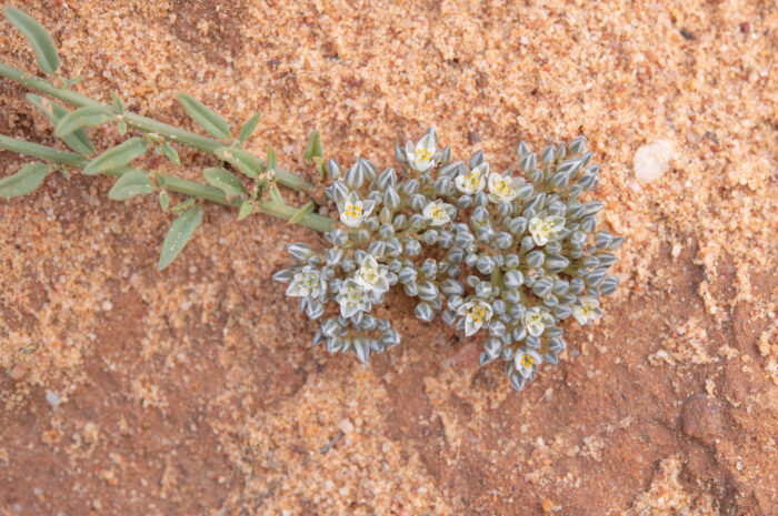 Common Lizardfoot (Limeum africanum)