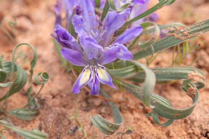 Rhizome Bobbejaantjie (Babiana scabrifolia)