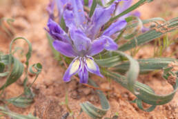 Rhizome Bobbejaantjie (Babiana scabrifolia)